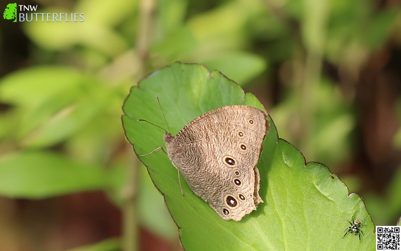 Common Evening Brown